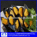 fresh frozen cooked mussel meat seafood